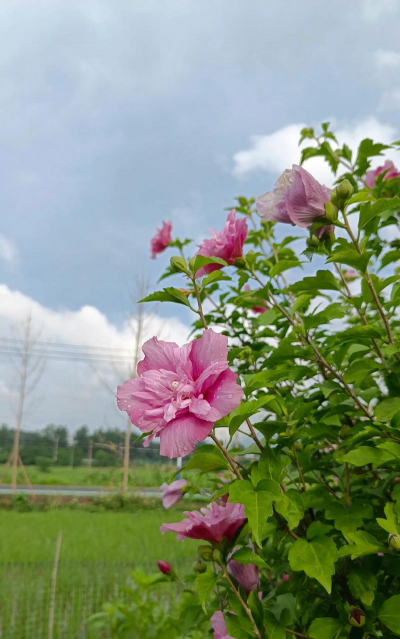 小众送妈妈的花有哪些花