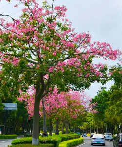 小众送妈妈的花有哪些花