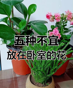 小众送妈妈的花有哪些花