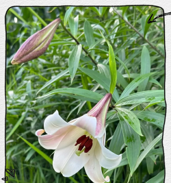 小众送妈妈的花有哪些花