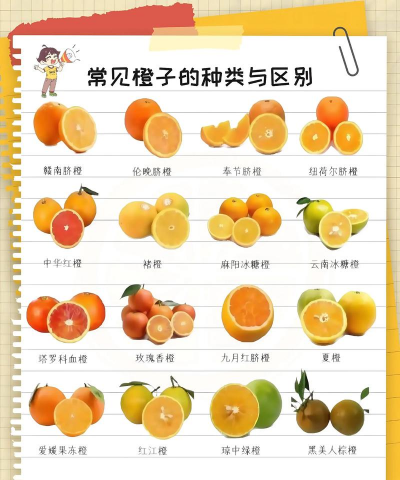 脐橙品种有哪些