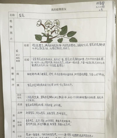 小众送妈妈的花有哪些花