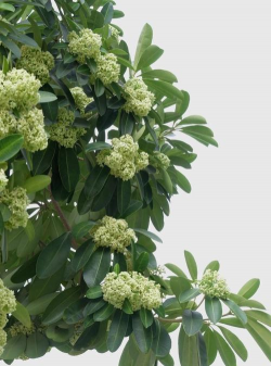 小众送妈妈的花有哪些花