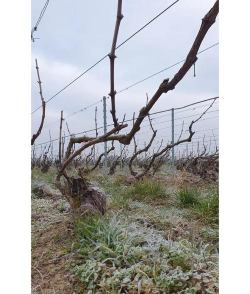 小众送妈妈的花有哪些花