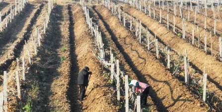 小众送妈妈的花有哪些花