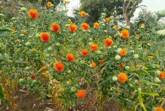 小众送妈妈的花有哪些花