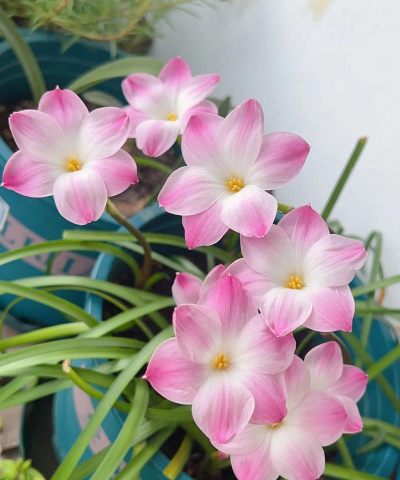 小众送妈妈的花有哪些花