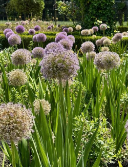 小众送妈妈的花有哪些花