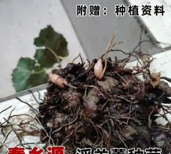 小众送妈妈的花有哪些花