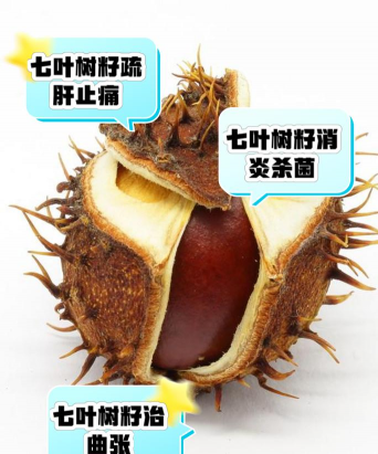 七叶树种子能不能食用