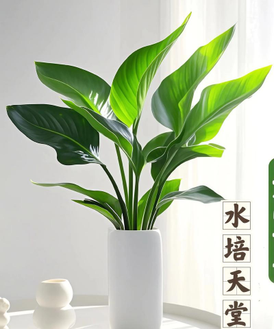 小众送妈妈的花有哪些花