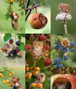 小众送妈妈的花有哪些花