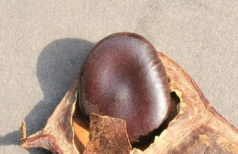 小众送妈妈的花有哪些花