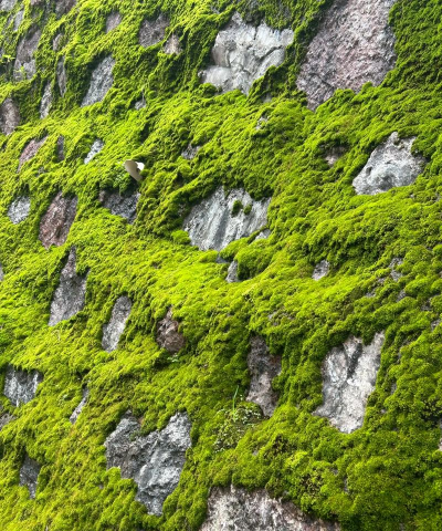 小众送妈妈的花有哪些花