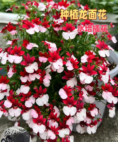 小众送妈妈的花有哪些花