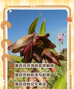 小众送妈妈的花有哪些花