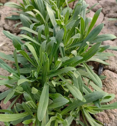 小众送妈妈的花有哪些花