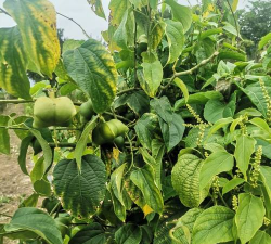 小众送妈妈的花有哪些花