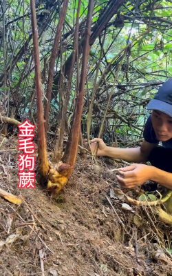 金毛狗蕨是保护植物吗