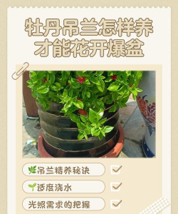 小众送妈妈的花有哪些花