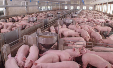 小众送妈妈的花有哪些花