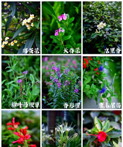 绿化植物图片及名称