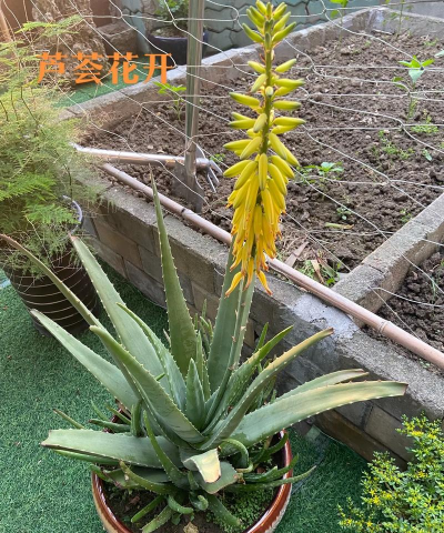 小众送妈妈的花有哪些花