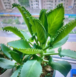 小众送妈妈的花有哪些花