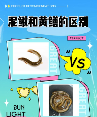 黄鳝和泥鳅的区别