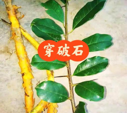 穿破石是什么植物