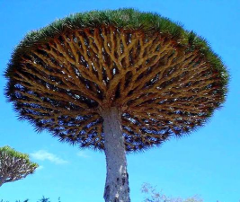 世界上最珍贵的树