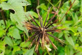 小众送妈妈的花有哪些花