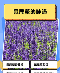 鼠尾草什么味道