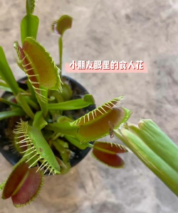 小众送妈妈的花有哪些花