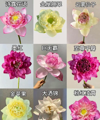小众送妈妈的花有哪些花