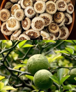 枳实是什么果实