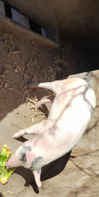 小众送妈妈的花有哪些花