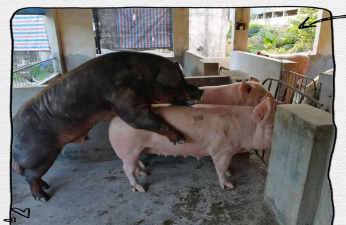 小众送妈妈的花有哪些花