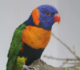 小众送妈妈的花有哪些花