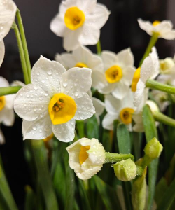 小众送妈妈的花有哪些花