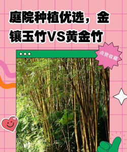黄金竹和金镶玉竹有什么区别