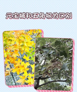 五角枫和元宝枫的区别