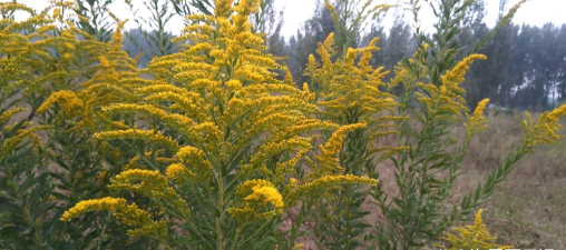 小众送妈妈的花有哪些花