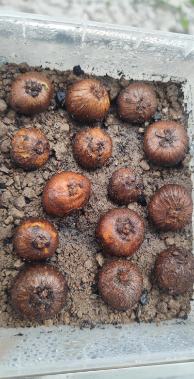 小众送妈妈的花有哪些花