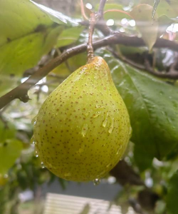 鸭梨的三个生长过程