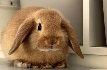 小众送妈妈的花有哪些花