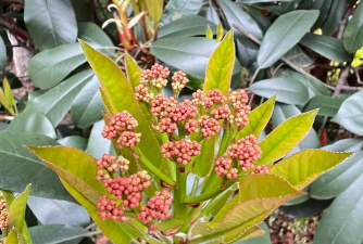 小众送妈妈的花有哪些花