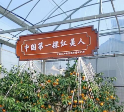 红美人产地在哪里