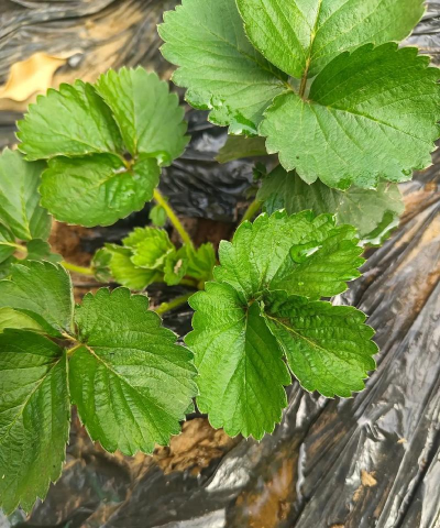 小众送妈妈的花有哪些花