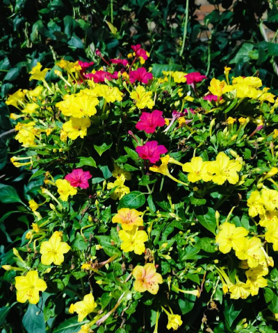 小众送妈妈的花有哪些花